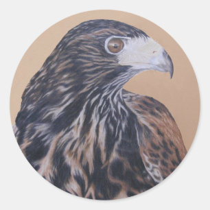 Immature Harris Hawk Runder Aufkleber