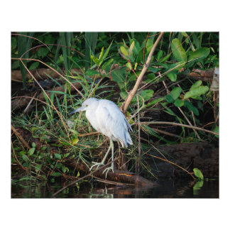 Immature Little Blue Heron Fotodruck
