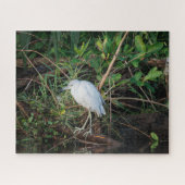 Immature Little Blue Heron Puzzle (Horizontal)