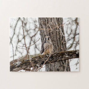 Immature Peregrine Falcon Puzzle