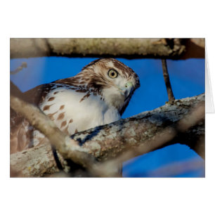 Immature Red Tail Hawk