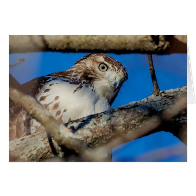 Immature Red Tail Hawk (Vorderseite (Horizontal))