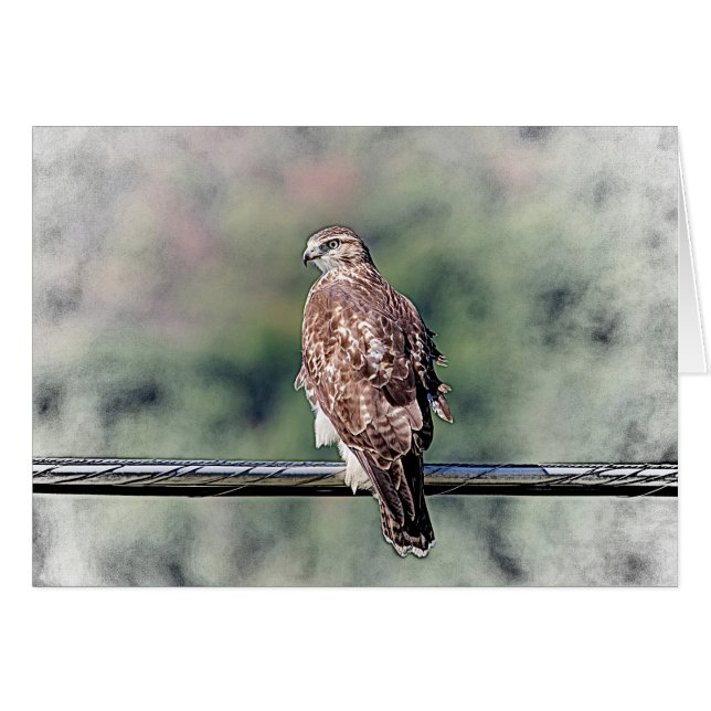 Immature Red Tail Hawk (Vorderseite (Horizontal))