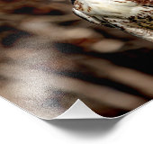 Immature Red Tail Hawk Fotodruck (Ecke)