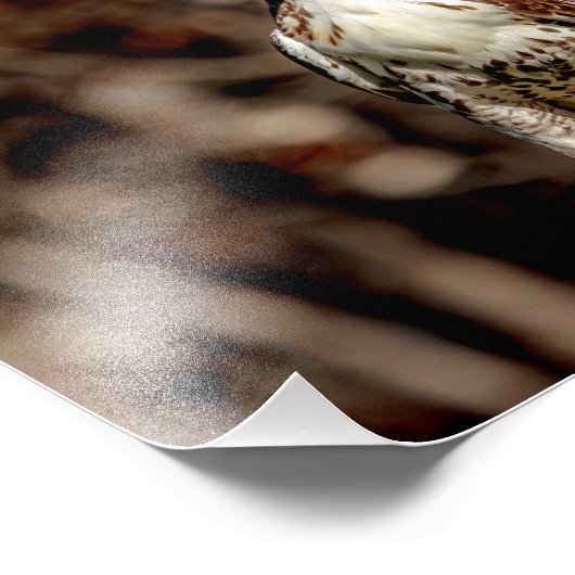 Immature Red Tail Hawk Fotodruck (Ecke)