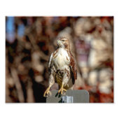 Immature Red Tail Hawk Fotodruck (Vorne)