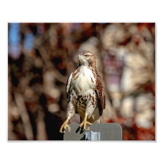 Immature Red Tail Hawk Fotodruck (Vorne)
