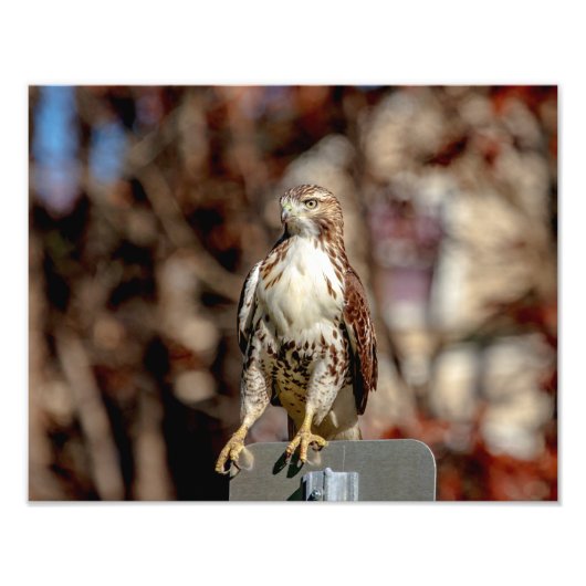 Immature Red Tail Hawk Fotodruck (Vorne)