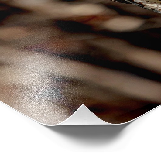 Immature Red Tail Hawk Fotodruck (Ecke)