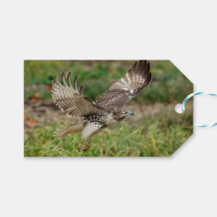 Immature Red Tail Hawk Geschenkanhänger
