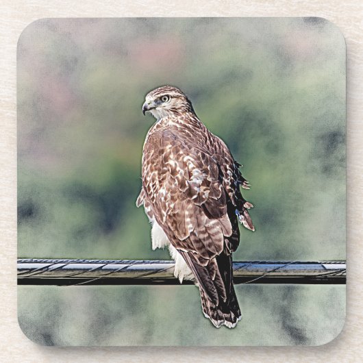 Immature Red Tail Hawk Getränkeuntersetzer (Vorderseite)