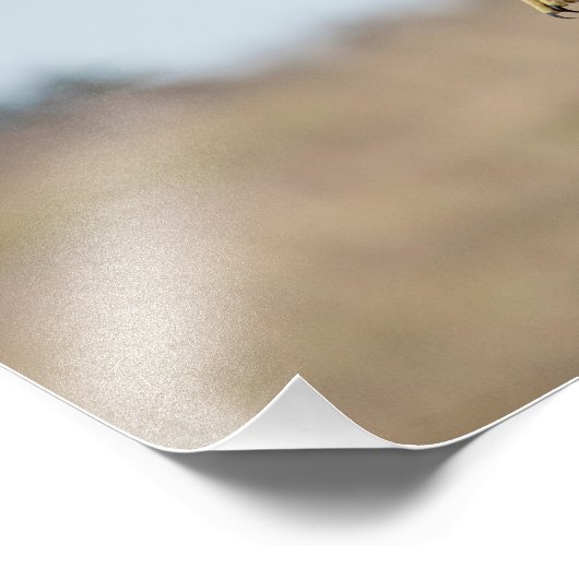 Immature Red Tail Hawk Hovering Fotodruck (Ecke)