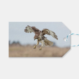 Immature Red Tail Hawk Hovering Geschenkanhänger