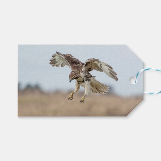 Immature Red Tail Hawk Hovering Geschenkanhänger (Vorderseite (Horizontal))