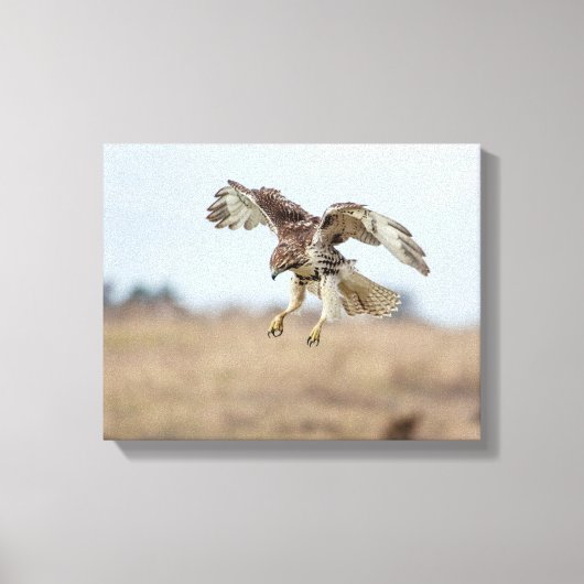 Immature Red Tail Hawk Hovering Leinwanddruck (Vorderseite)