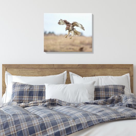 Immature Red Tail Hawk Hovering Leinwanddruck (Insitu (Schlafzimmer))