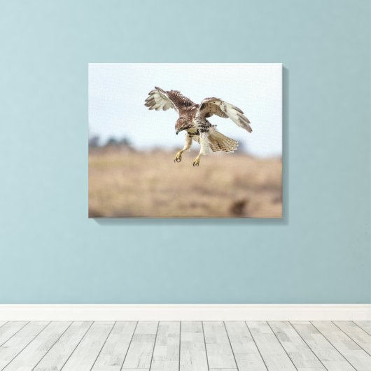 Immature Red Tail Hawk Hovering Leinwanddruck (Insitu (Holzboden))
