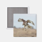 Immature Red Tail Hawk Hovering Magnet (Vorderseite/Rückseite)