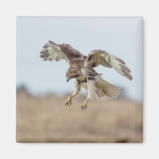 Immature Red Tail Hawk Hovering Magnet (Vorne)