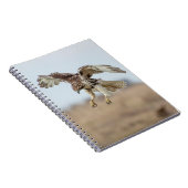 Immature Red Tail Hawk Hovering Notizblock (Rechte Seite)