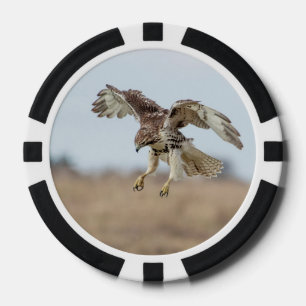 Immature Red Tail Hawk Hovering Pokerchips