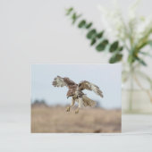 Immature Red Tail Hawk Hovering Postkarte (Stehend Vorderseite)