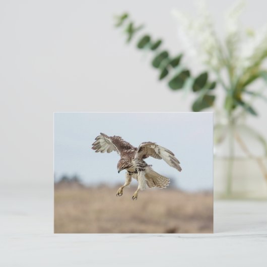 Immature Red Tail Hawk Hovering Postkarte (Stehend Vorderseite)