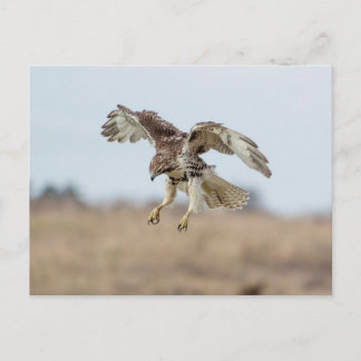 Immature Red Tail Hawk Hovering Postkarte
