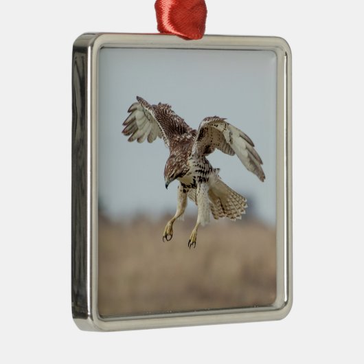 Immature Red Tail Hawk Hovering Silbernes Ornament (Rechts)