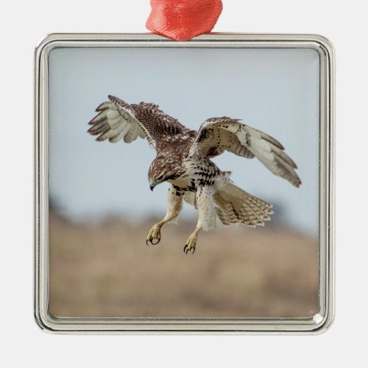 Immature Red Tail Hawk Hovering Silbernes Ornament (Vorne)