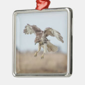 Immature Red Tail Hawk Hovering Silbernes Ornament (Links)