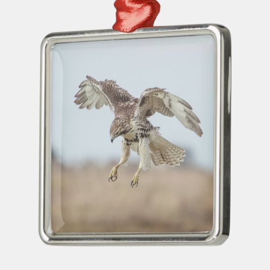 Immature Red Tail Hawk Hovering Silbernes Ornament (Links)