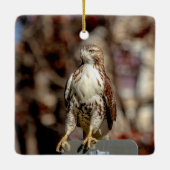 Immature Red Tail Hawk Keramikornament (Rückseite)