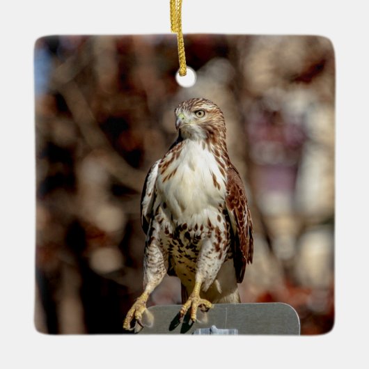 Immature Red Tail Hawk Keramikornament (Vorderseite)