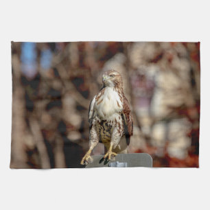 Immature Red Tail Hawk Küchentuch