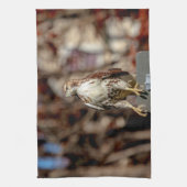 Immature Red Tail Hawk Küchentuch (Vertikal)