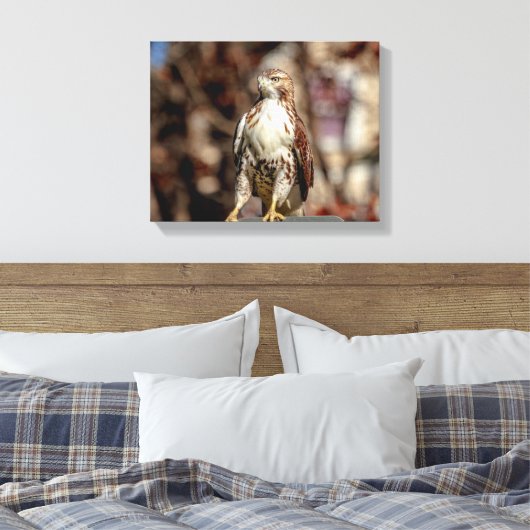 Immature Red Tail Hawk Leinwanddruck (Insitu (Schlafzimmer))