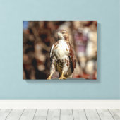 Immature Red Tail Hawk Leinwanddruck (Insitu (Holzboden))