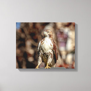 Immature Red Tail Hawk Leinwanddruck