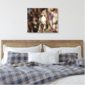 Immature Red Tail Hawk Leinwanddruck (Insitu (Schlafzimmer))
