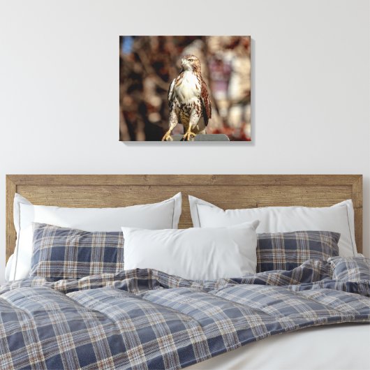 Immature Red Tail Hawk Leinwanddruck (Insitu (Schlafzimmer))