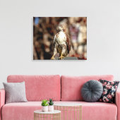 Immature Red Tail Hawk Leinwanddruck (Insitu (Wohnzimmer))