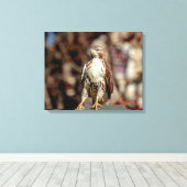 Immature Red Tail Hawk Leinwanddruck (Insitu (Holzboden))