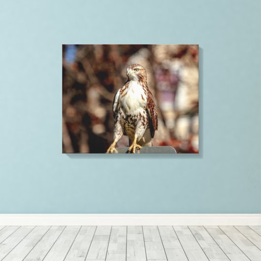 Immature Red Tail Hawk Leinwanddruck (Insitu (Holzboden))