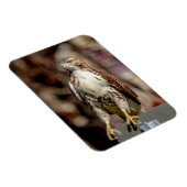 Immature Red Tail Hawk Magnet (Rechte Seite)
