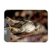 Immature Red Tail Hawk Magnet (Horizontal)
