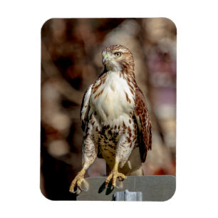 Immature Red Tail Hawk Magnet