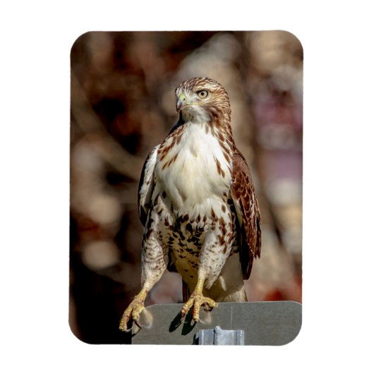 Immature Red Tail Hawk Magnet (Vertikal)
