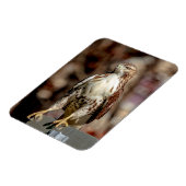 Immature Red Tail Hawk Magnet (Linke Seite)