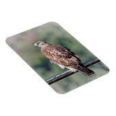 Immature Red Tail Hawk Magnet (Rechte Seite)